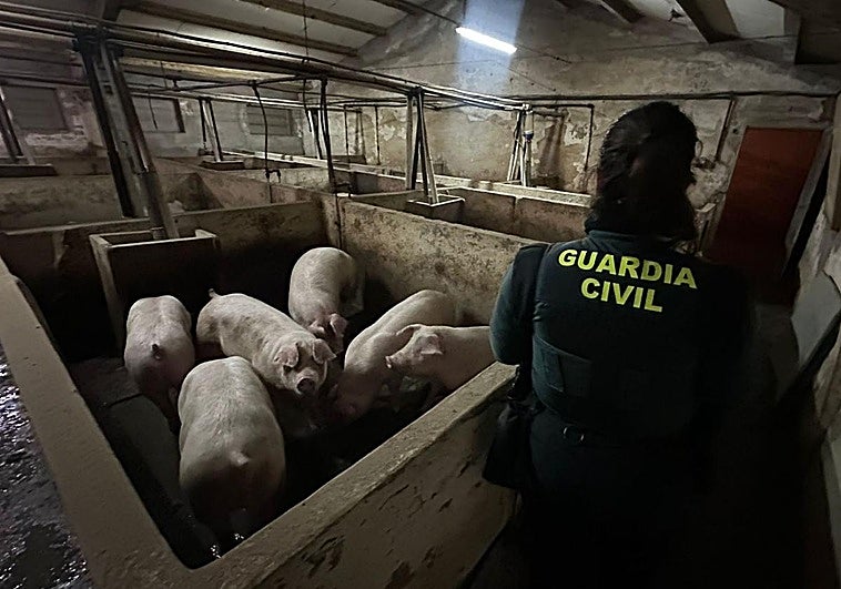 La Guardia Civil evita la muerte de 400 cerdos tras inundarse una granja en un pueblo de Segovia